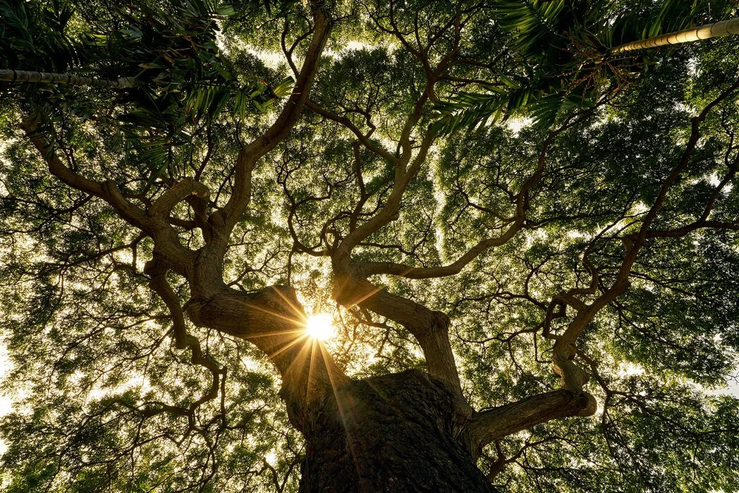 Looking up through a forest canopy